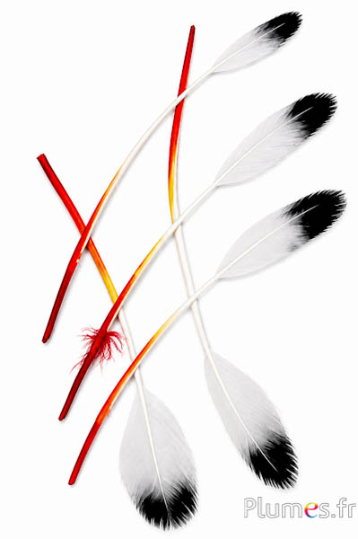Rispe Gans schwarze Spitze - 25-30 cm - 4 Farben